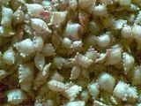 Kerupuk bantal pedas