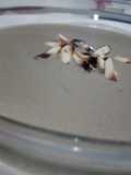 Soft mushroom - crema de champiñones