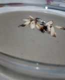 Soft mushroom - crema de champiñones