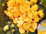 Botok ~udang+lamtoro+tahu tempe
