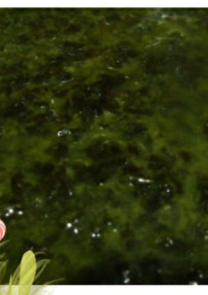 Foto resep Silalat Duda ( Daun Singkong)