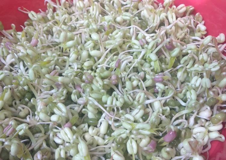 Resep Menanam Kecambah Toge yang Lezat