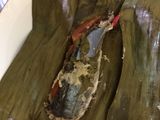 pepes ikan simple