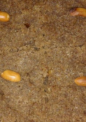 صورة لوصفة كنافة عربية