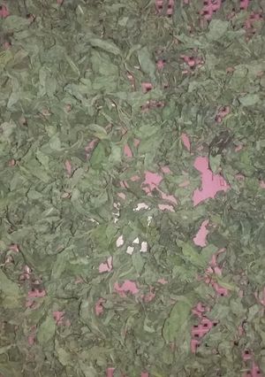 عکسی از دستور خشک کردن نعنا
