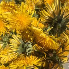 A picture of Cute AF Dandelion syrup.