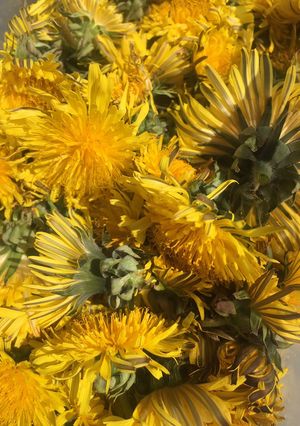 A picture of Cute AF Dandelion syrup.