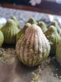 Modak