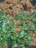 Radish stuffing for Parathas/samosa