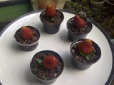 kue coklat dalam POT