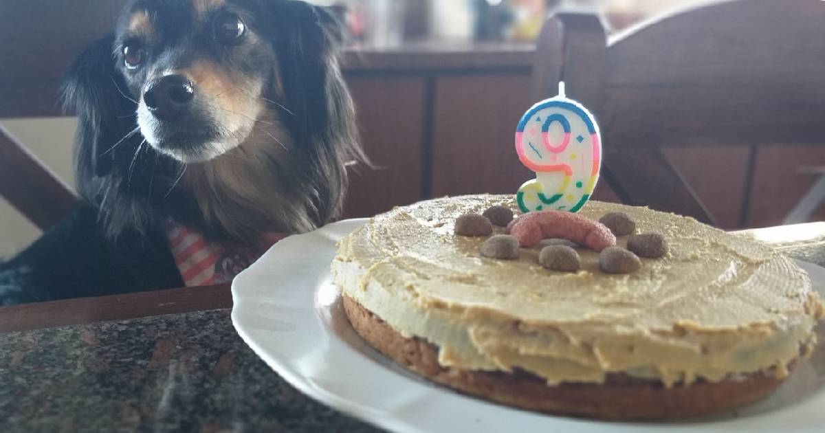 Torta apta para perros Receta de Florencia  Cookpad