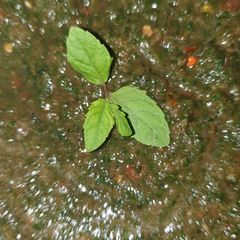 A picture of 3 spices pyaz tamatar ki chutney.