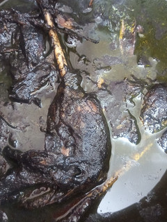 عکسی از دستور فسنجون با گوشت غاز😋