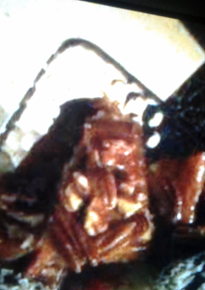 A picture of Pecan Graham Squares.