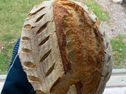 A picture of sourdough starter