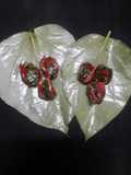 Shahi paan patta khajur