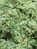 Falafel dough