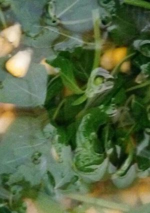 Foto resep Bayam Bening Jagung