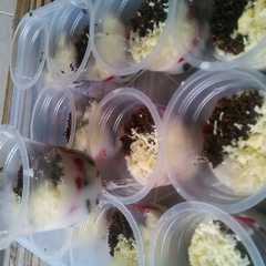 Foto resep Oreo Cheesecake maknyuss
