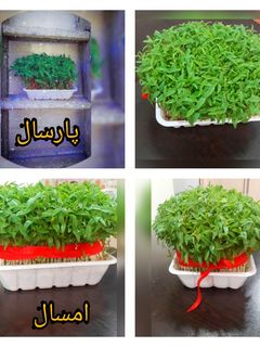 عکسی از دستور 🌱سبزه ماش🌱
