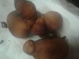 Buñelos dulces!