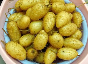 Hình của món Luộc củ lùn tróc vỏ dễ lột.