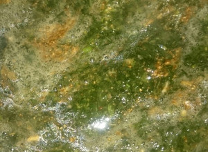 صورة لوصفة ملوخية خضراء بالطشة المصرية