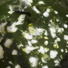 A picture of Palak paneer.