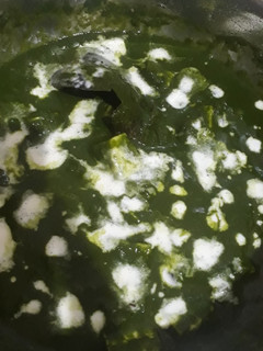 A picture of Palak paneer.