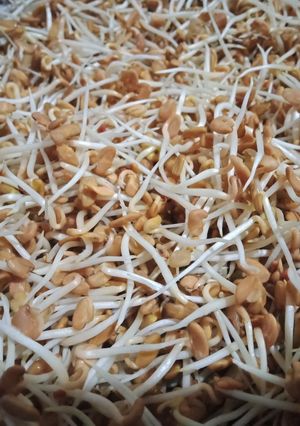 صورة لوصفة حلبة حلى العيد