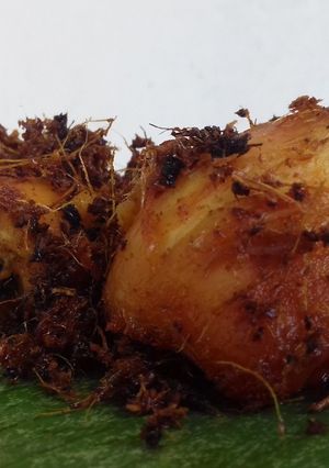 Foto resep Ayam Goreng Laos