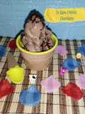 Es Krim Cokelat Chocolatos