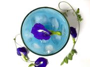 A picture of butterfly pea flowers