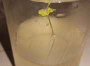 A picture of coconut mojito
