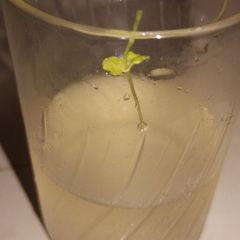 Coconut water mojito A picture of Coconut water mojito.