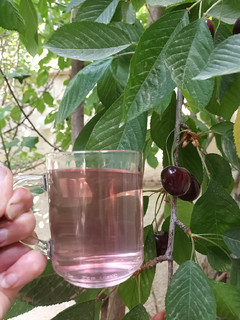 عکسی از دستور جوشانده گیلاس و دُم گیلاس