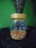 Sirup madu bawang jahe