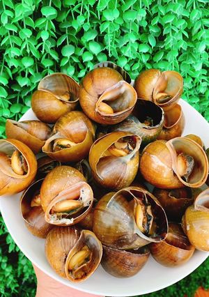 Hình của món Ốc mít luộc.