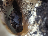Postre Oreo