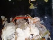 Una foto de lomito de pollo