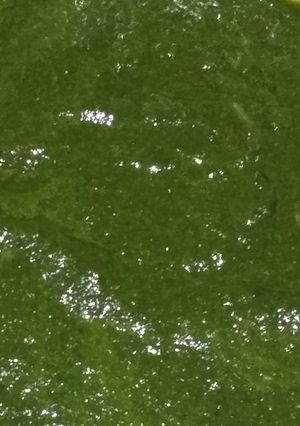 A picture of Pudina dhaniya ki chutney.