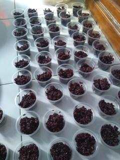 Foto resep Tape ketan hitam
