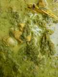 Sayur Bangun Bangun khas Batak Toba
