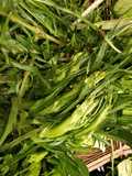 Le puntarelle alla romana