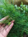Dill, Kasuri Methi, Jarjir (Tanam Herbs Arab dirumah)