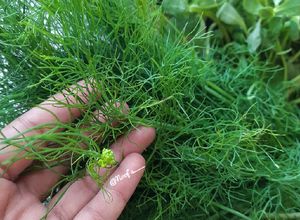 Foto resep Dill, Kasuri Methi, Jarjir (Tanam Herbs Arab dirumah)