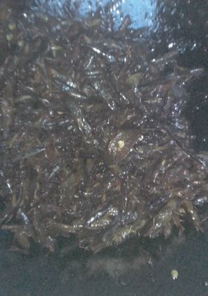 Foto resep Belalang goreng kriuk pedas manis