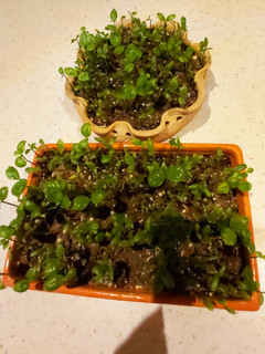 عکسی از دستور سبزه ی عید