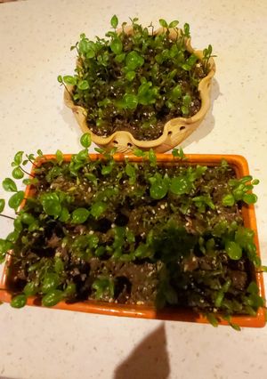 عکسی از دستور سبزه ی عید