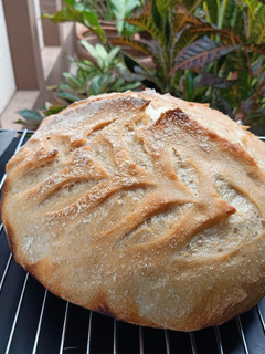 Foto resep Roti Tanpa Telur dan mentega ala Artisan Bread